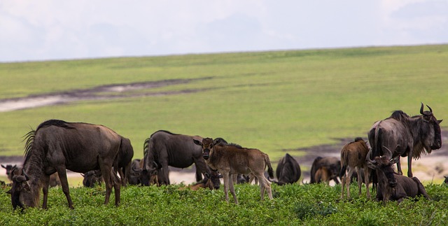 Serengeti & Tarangire, Tanzania